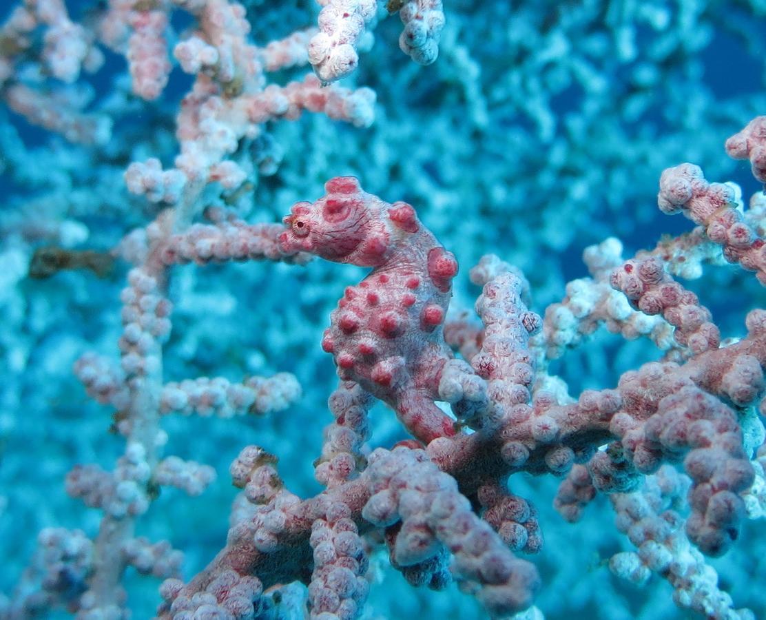 Jukung Dive Resort Bali Amed Dış mekan fotoğraf