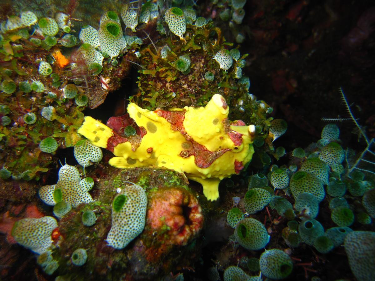 Jukung Dive Resort Bali Amed Dış mekan fotoğraf