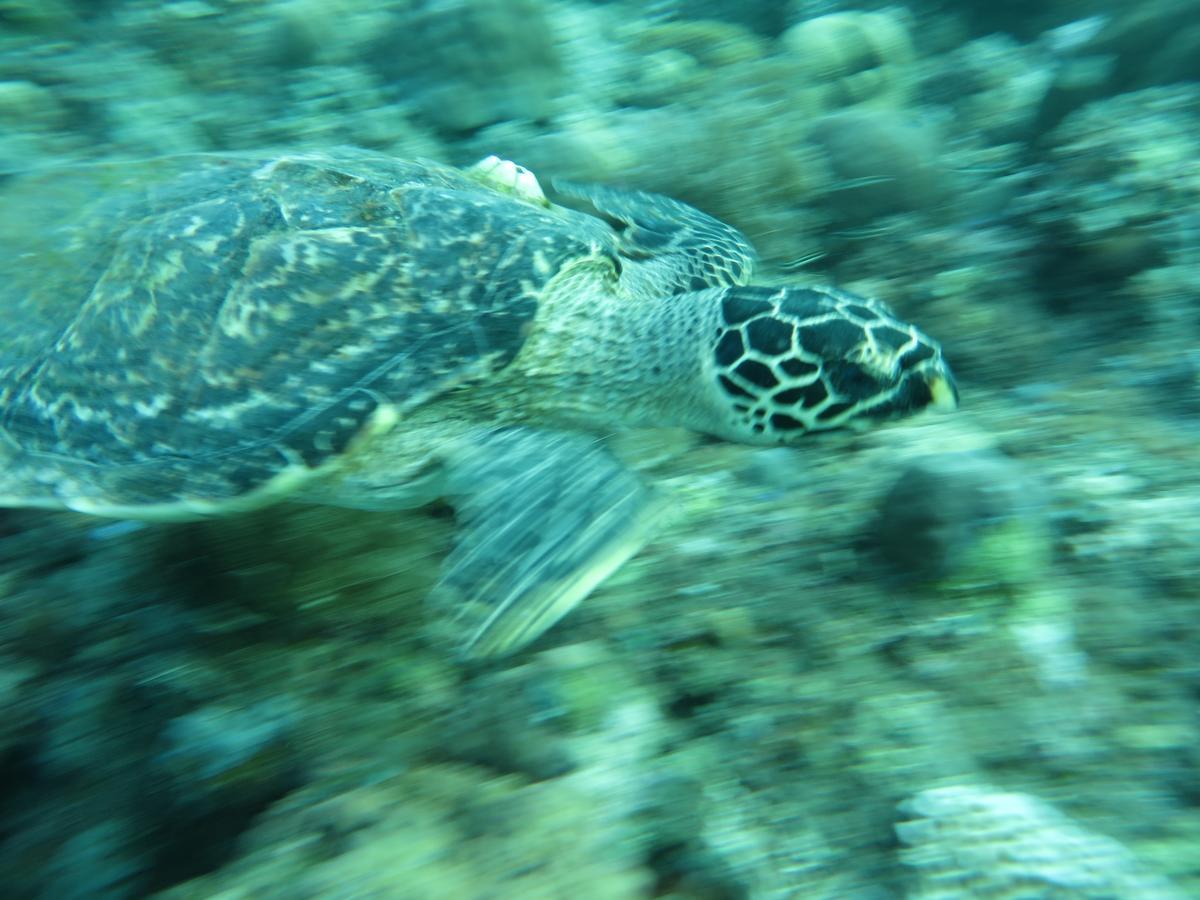 Jukung Dive Resort Bali Amed Dış mekan fotoğraf