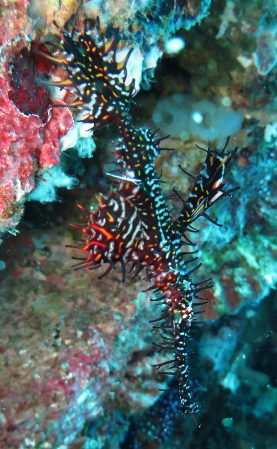 Jukung Dive Resort Bali Amed Dış mekan fotoğraf
